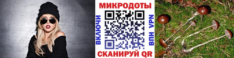 цена   Абакан  Псилоцибиновые грибы Cubensis 