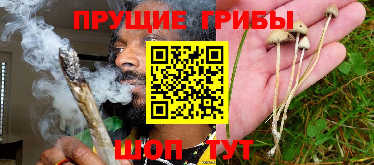 Псилоцибиновые грибы Psilocybe Абакан